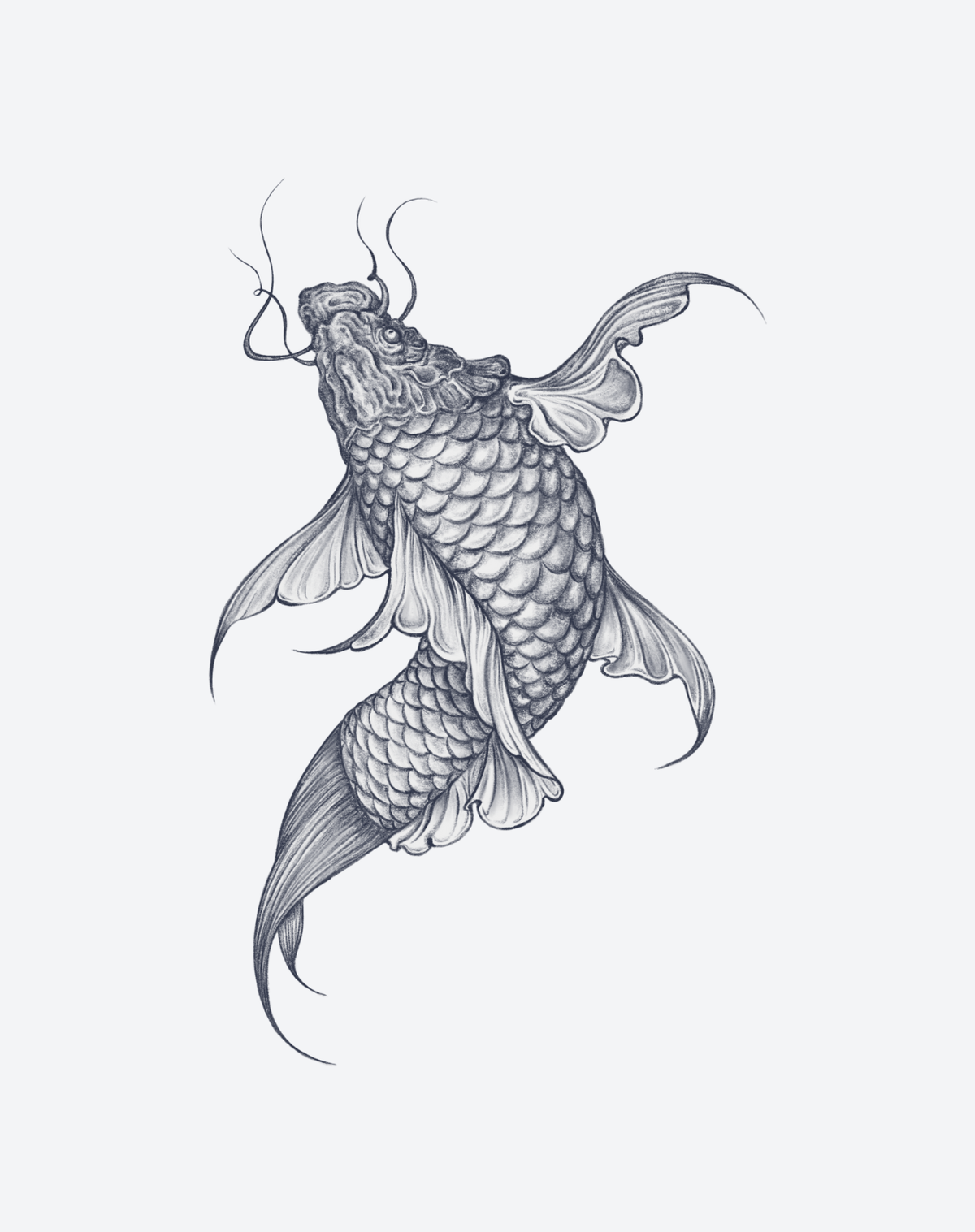 Koi