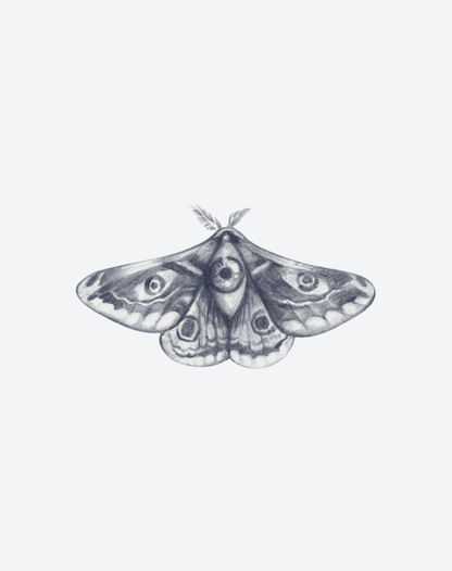 Lucid Moth