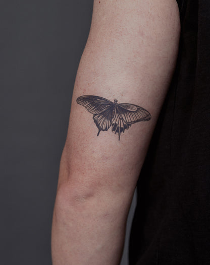 Midnight Monarch