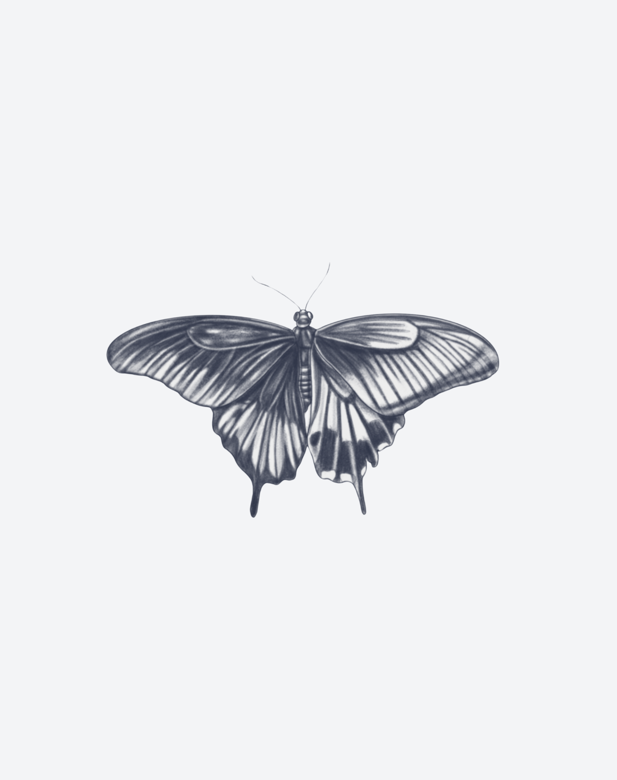 Midnight Monarch