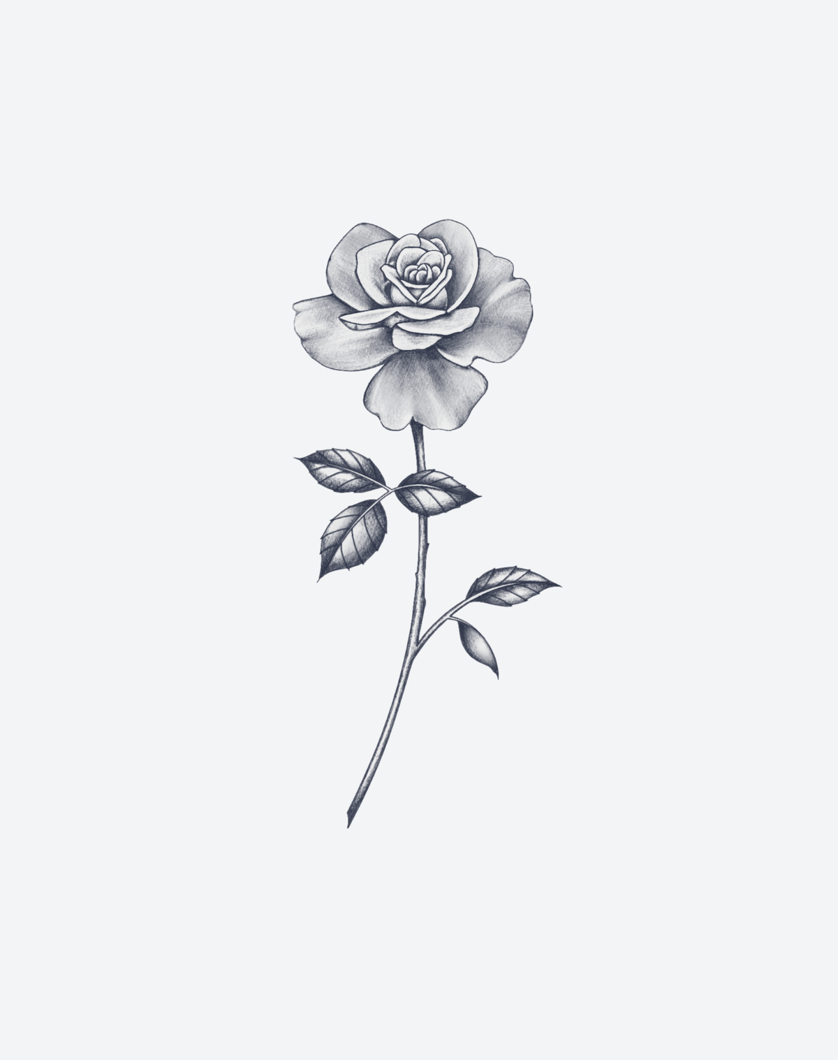 Perfect Rose 2 Pcs