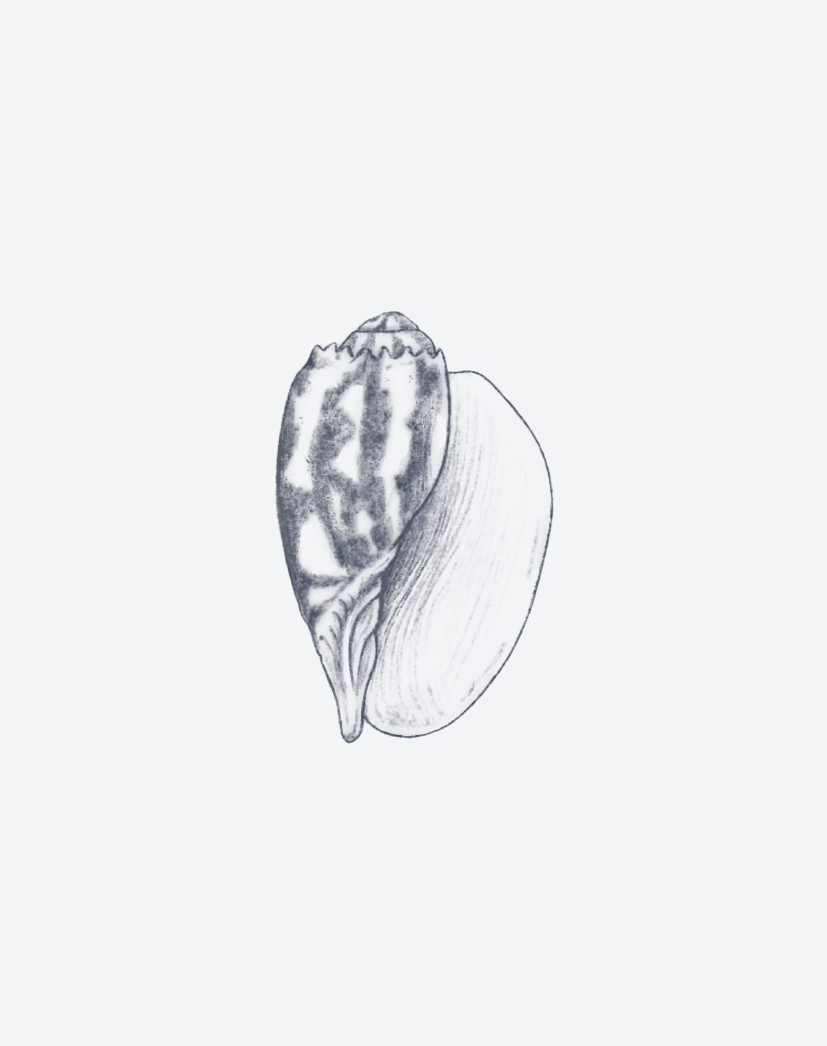 Shell of Knowing 2 Pcs