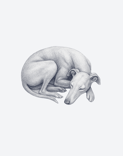 Sleeping Greyhound