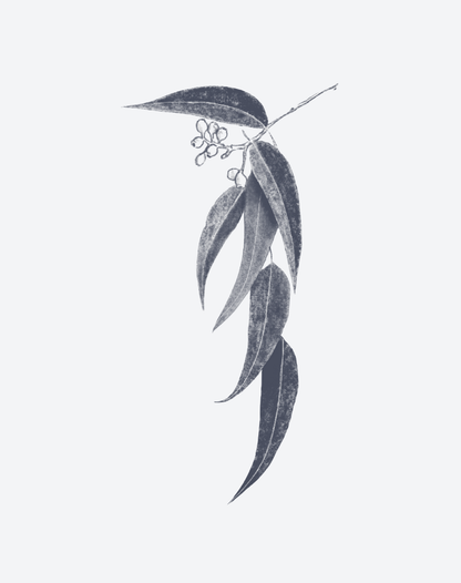 Whispers of Eucalypus