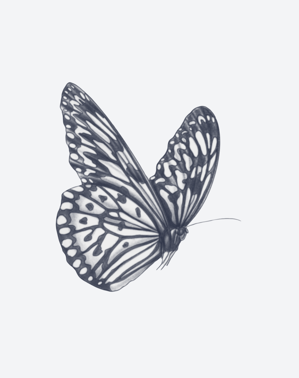 Winged Whimsy